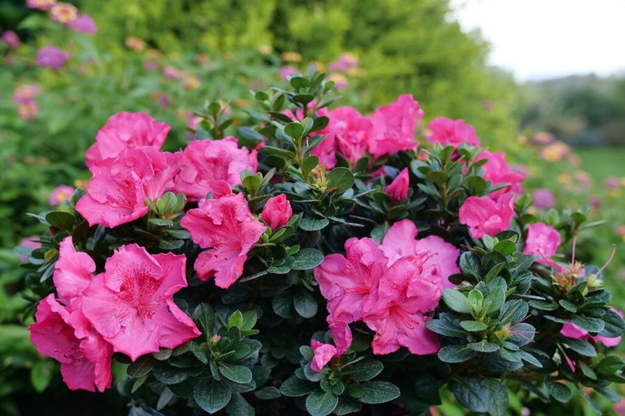 Image of Azaleas flowering shrub