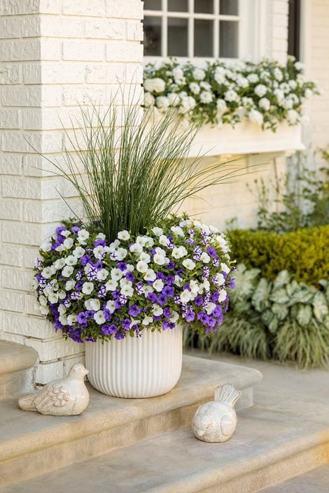 Image of Petunias summer planter flowers