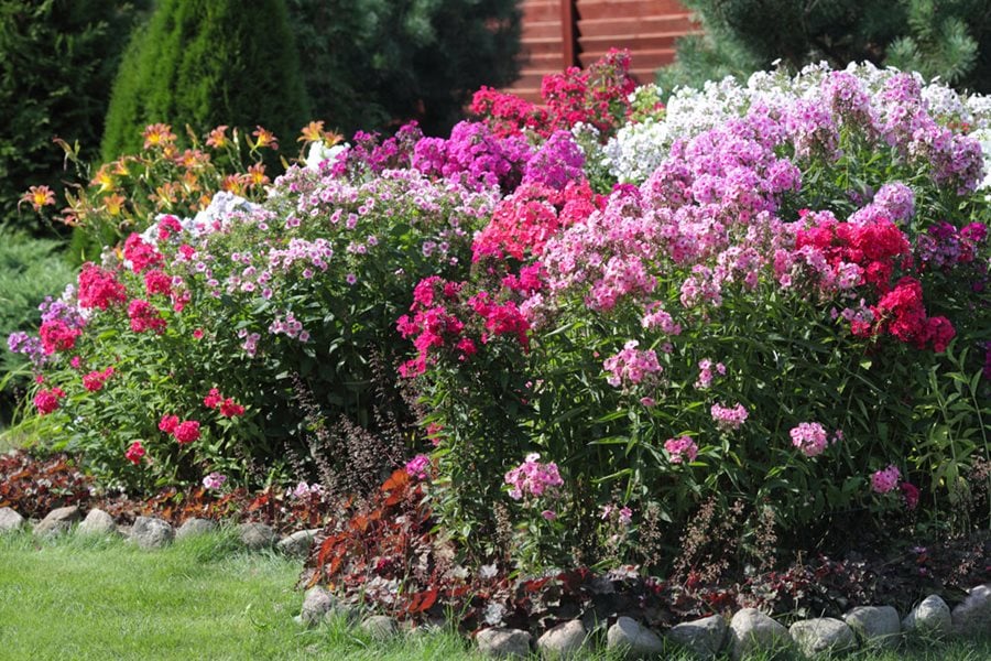 Growing Phlox Planting Caring For Garden Phlox Garden Design