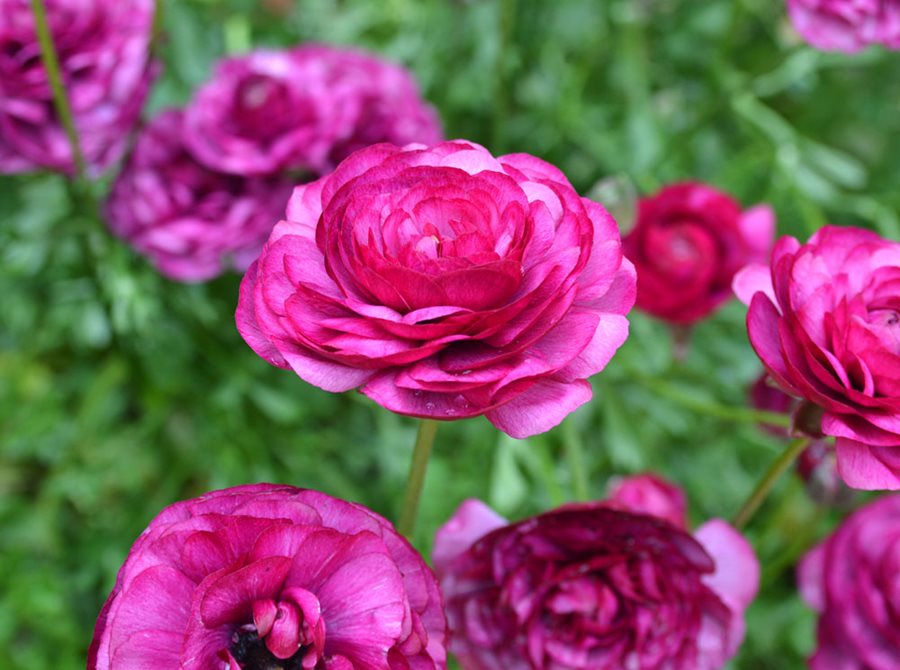 Growing Ranunculus – Planting &amp; Caring for Persian Buttercups | Garden  Design