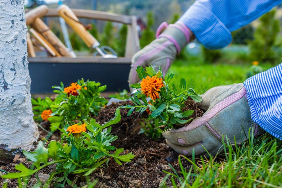 Growing Marigolds – Planting & Caring for Marigold Flowers | Garden Design