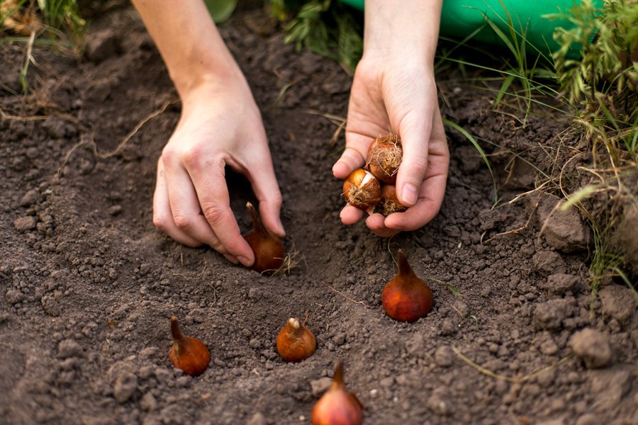 How To GrowTulips Planting Caring For Tulip Flowers Garden Design