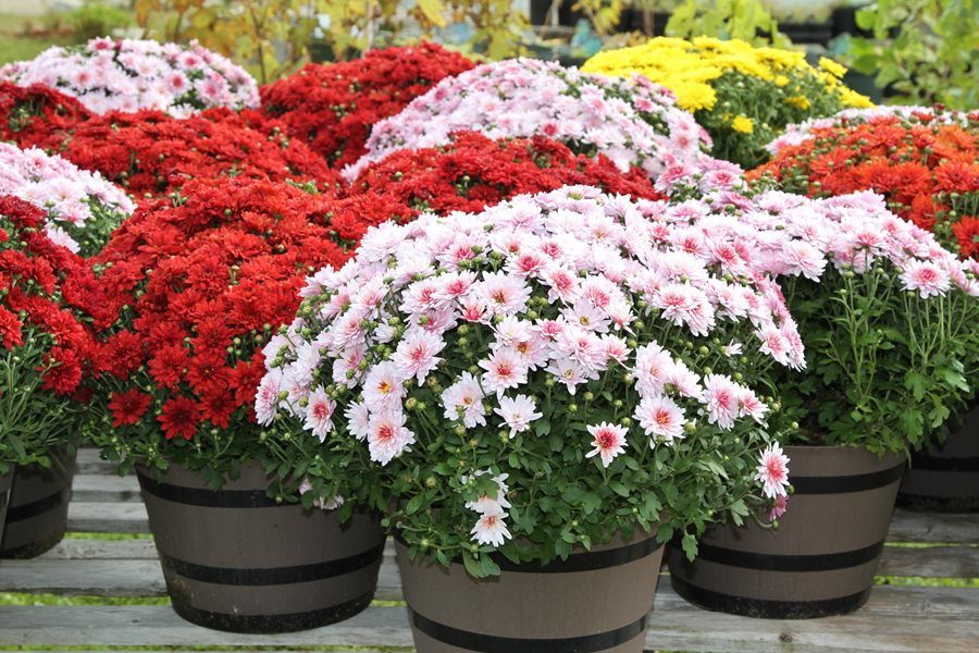 Chrysanthemums Growing and Care Tips Garden Design Chrysanthemums Growing and Care Tips Garden Design