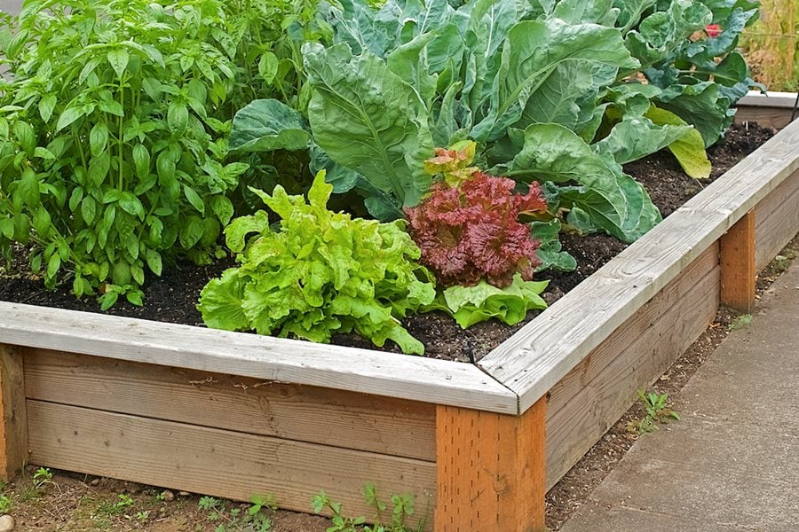 What can you grow in raised garden beds?