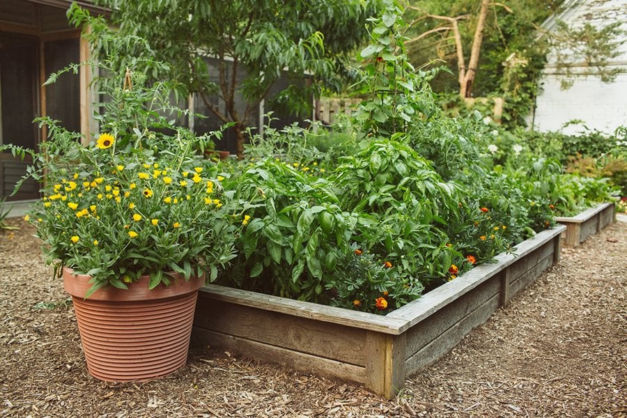 Growing Herbs And Flowers In Planters In A Kitchen Garden Flower