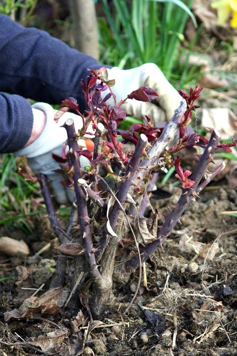 What Are The Best Practices For Pruning Roses In The Garden?