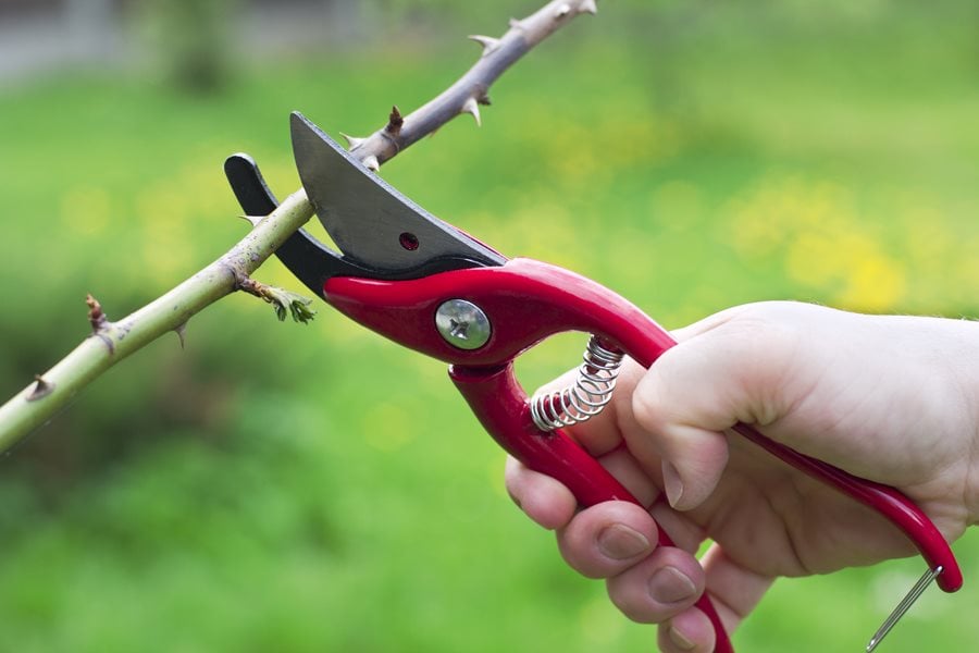 The best pruning shears of 2024