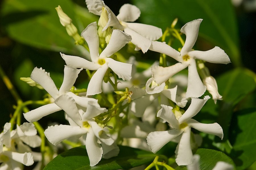 Star Jasmine: How to Grow Trachelospermum Jasminoides
