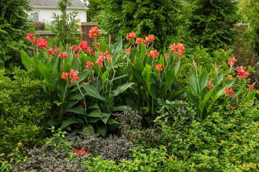 Green Canna Varieties Planting And Caring For Tender Perennials Yard