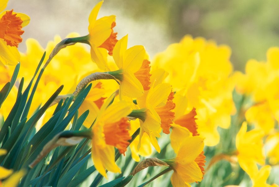 Orange Daffodil Glass Flower