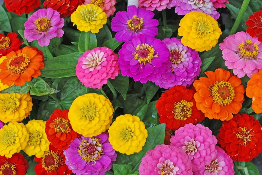 Image of Zinnias flowers