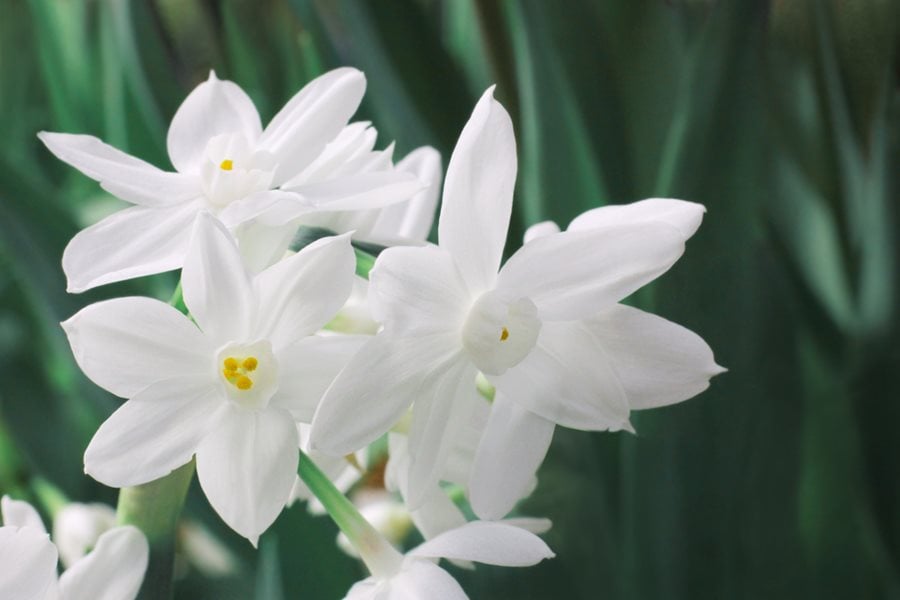 Paperwhites: Growing Paperwhite Flowers Indoors & Outdoors