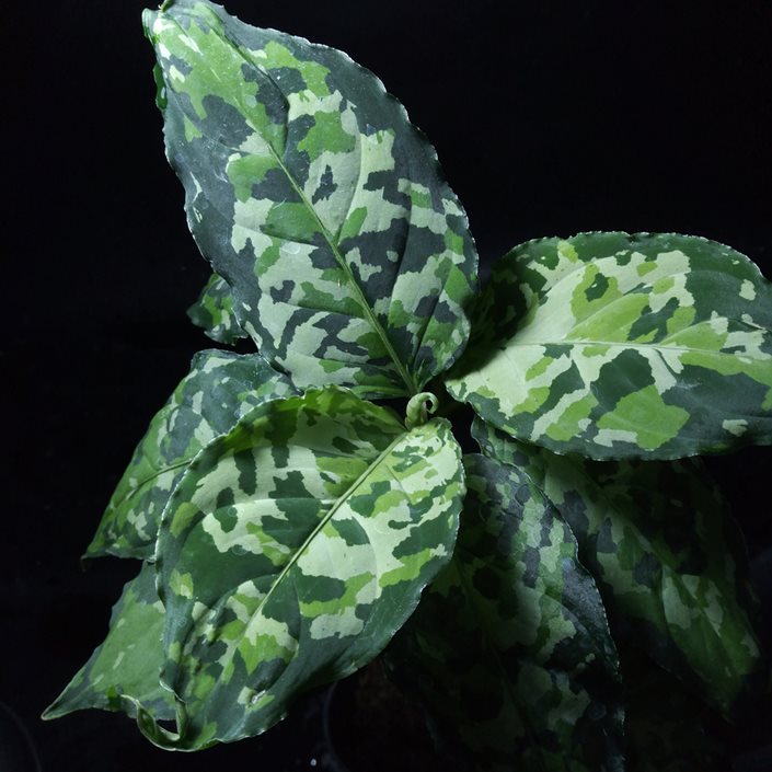 Care Guide for the Chinese Evergreen — The Green Mad House