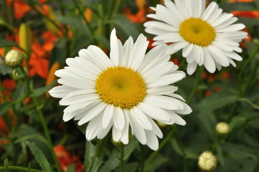 How to Plant and Grow Shasta Daisies