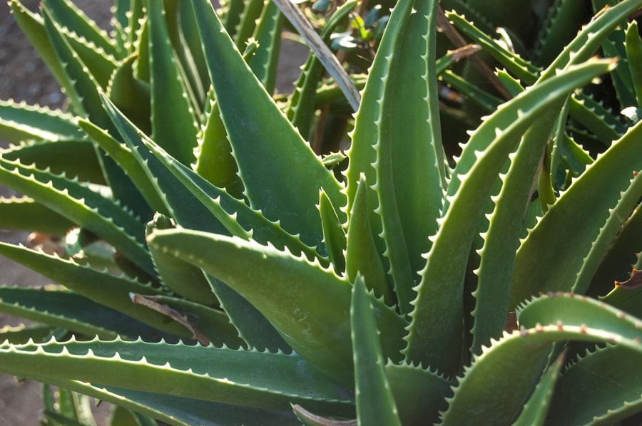 How To Grow Aloe Plants Garden Design