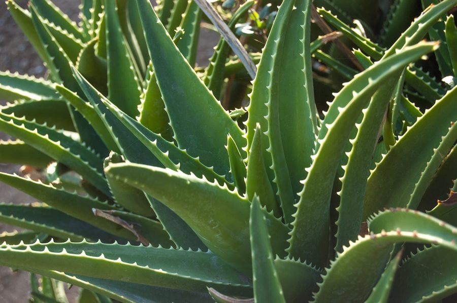 Landscape Basics Aloes Vera barbadensis 4 po