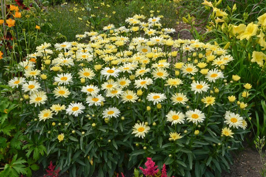 Shasta Daisy – Growing and Caring for Leucanthemum | Garden Design