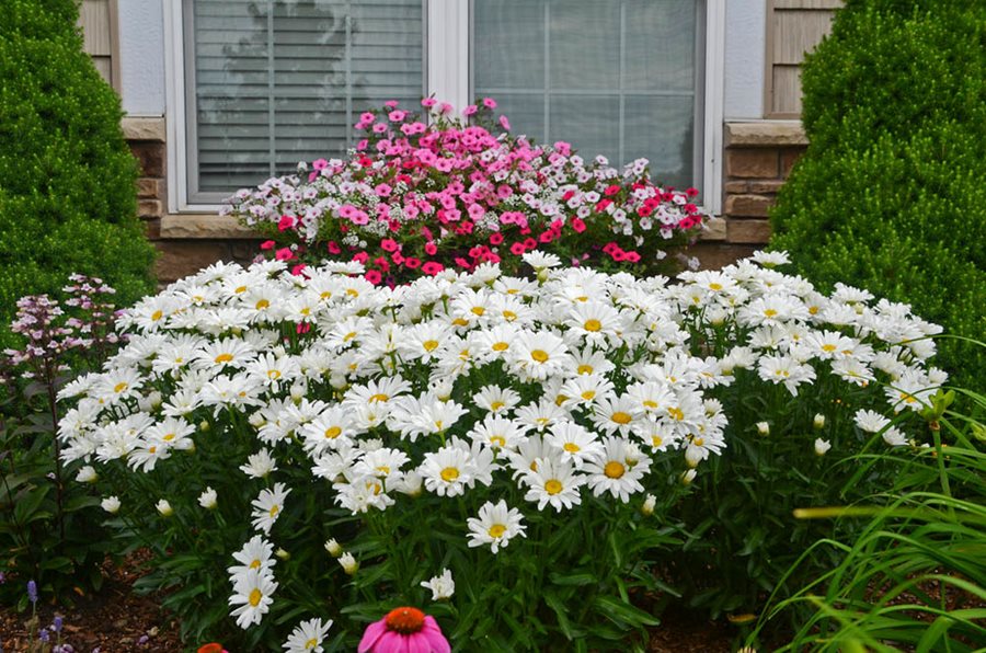 Shasta Daisy Growing and Caring for Leucanthemum Garden Design