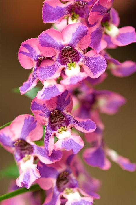 Image of Angelonia annual close-up