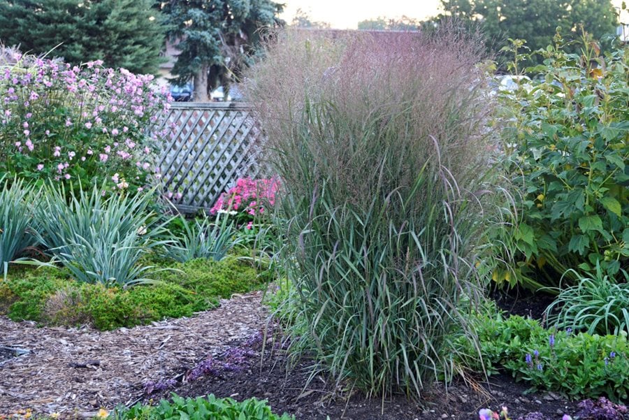 Growing Sweet Grass in Pots: A Comprehensive Guide for Beginners