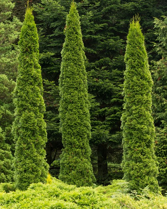 Evergreen Tree Height Chart