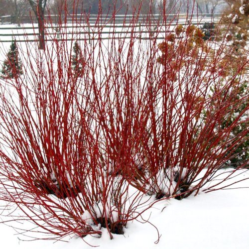 Image of Red dogwood bush in winter