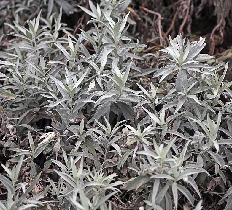 artemisia plant night garden plants st lynn s press_10969