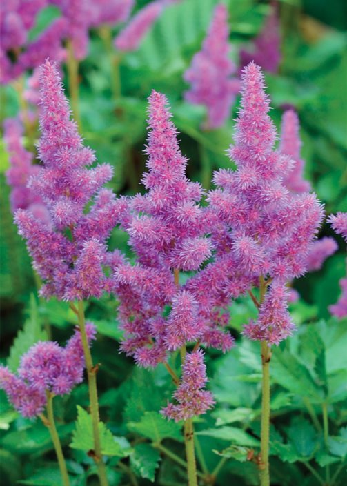 Growing Astilbe How to Plant &amp; Care for Astilbe Plants