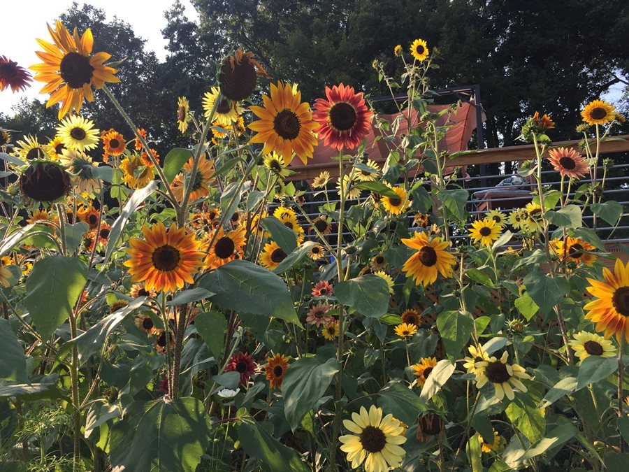 Download Growing Sunflowers: How to Plant & Care for Sensational ...