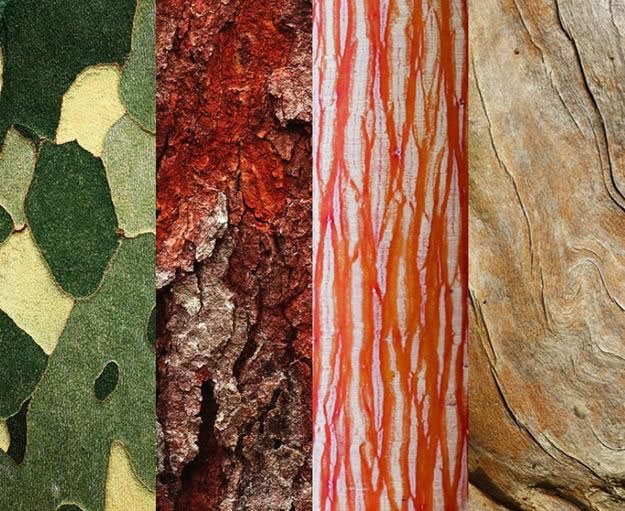 The Basics of Tree Bark - Arborist Now