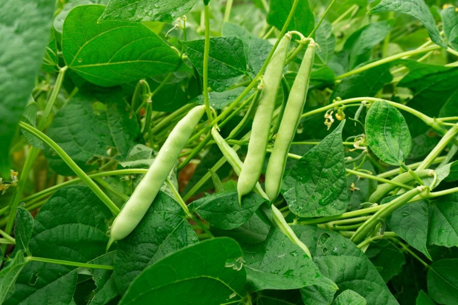 Green bean plant