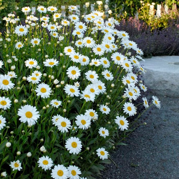 Image of Shasta daisy white perennial flower