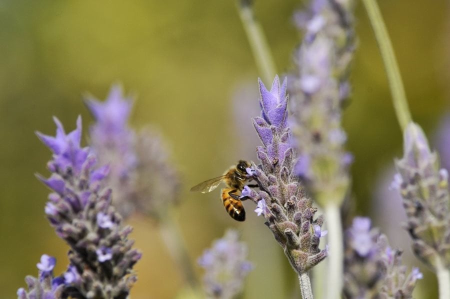 A Guide to Growing French Lavender | Garden Design