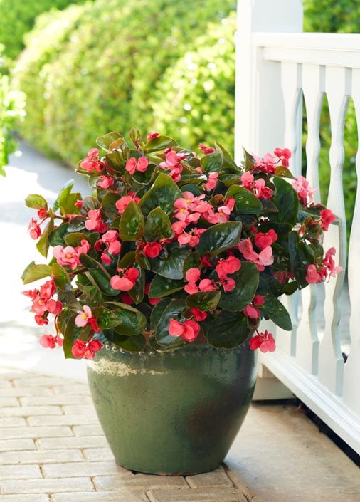 Image of Begonias potted flowers