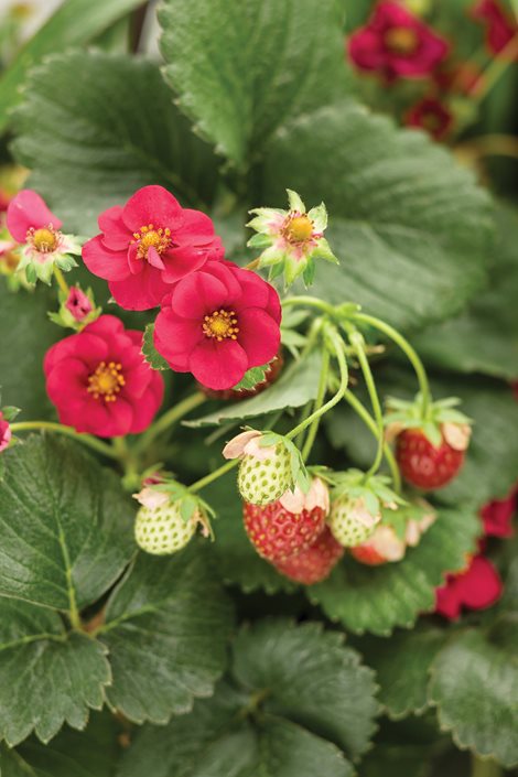 Growing strawberries in the home garden