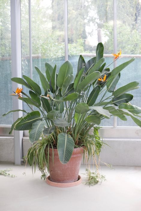 Bird of Paradise Plant: A Beautiful Plant with Low Human Toxicity