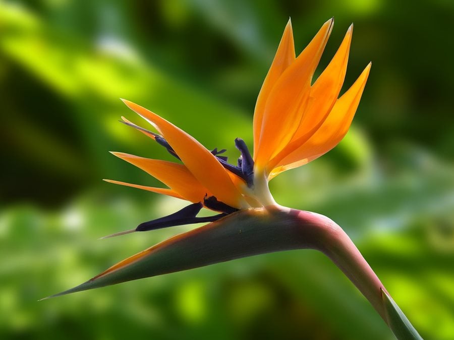 Bird of Paradise Plant: A Beautiful Plant with Low Human Toxicity