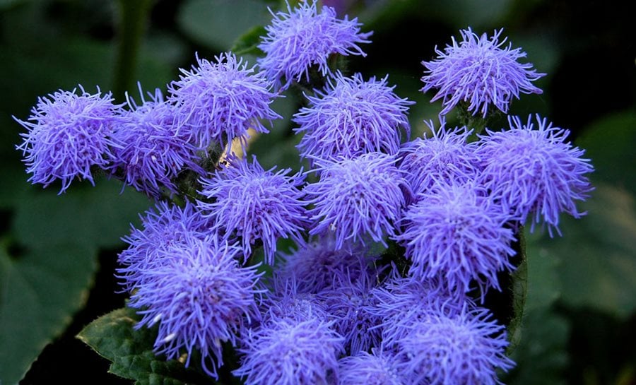 Image of Ageratum part sun annual