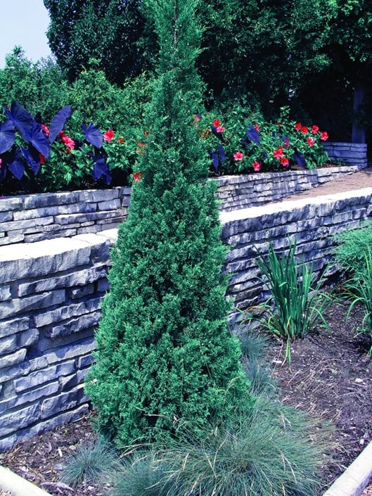 blue point juniper tree