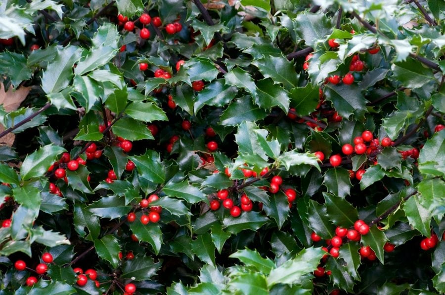 How to Grow Holly Bushes | Garden Design