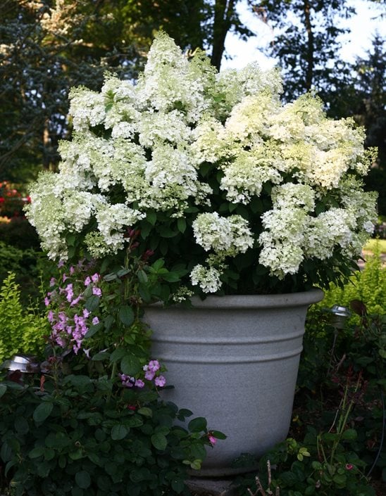 How to Grow Hydrangeas in Pots - Potted Hydrangea Care