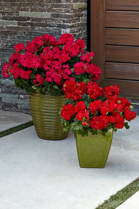 Image of Geranium flower in pot