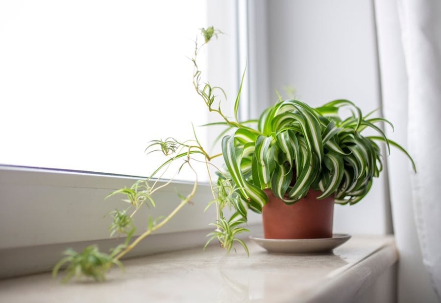 Spider Plants: A Growing & Care Guide