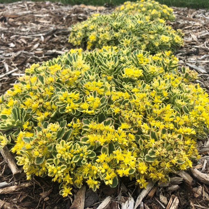 Image of Sedum rubrotinctum (Autumn joy) companion plant for lemon coral sedum