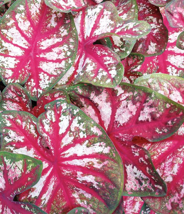 Caladiums - How to Grow & Care for Caladium Plants | Garden Design