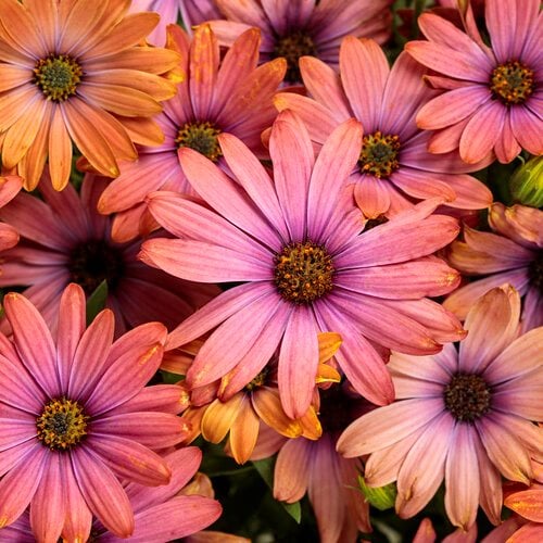 Osteospermum (African Daisy): Joyful Blooms in Your Garden