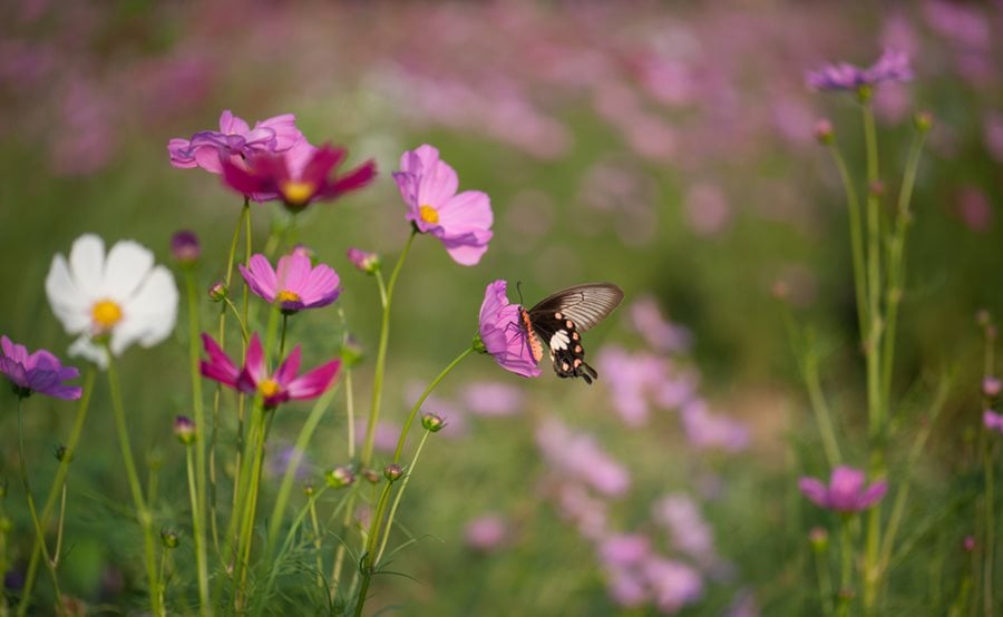 Spiders Commonly Found in Gardens and Yards - Susan Masta