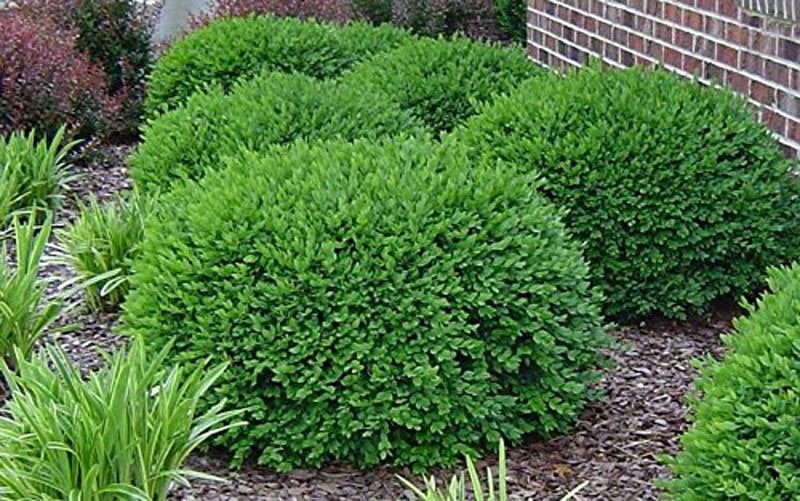 Image of Boxwoods evergreen shrub