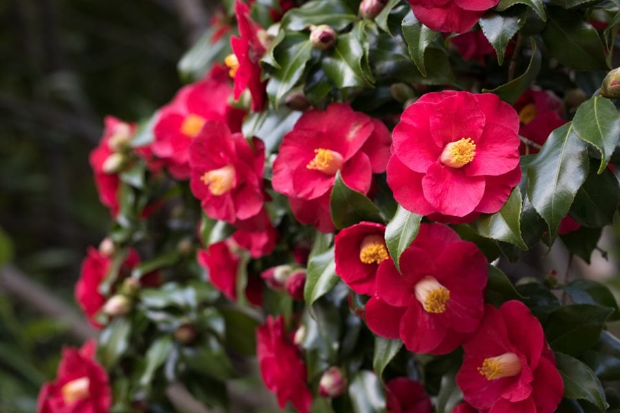 Camellia Japonica - Plants To Your Door