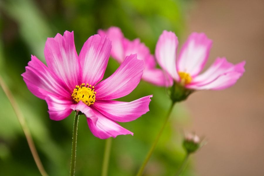 11 Gorgeous Black Flowers to Add to Your Garden